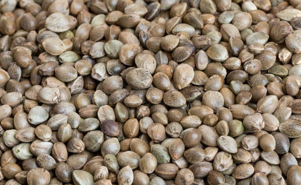 Семена конопли использовать килограммы марихуаны